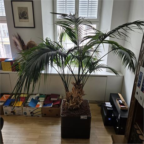 Palme - ID: 11-APK