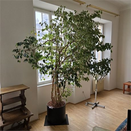 Ficus Benjamin - ID: 9-APK