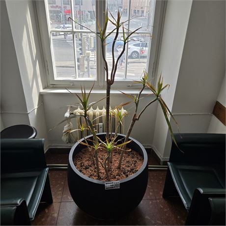 Palme - ID: 10-APK