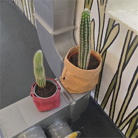 2 Kakteen - ID: 116-FPC