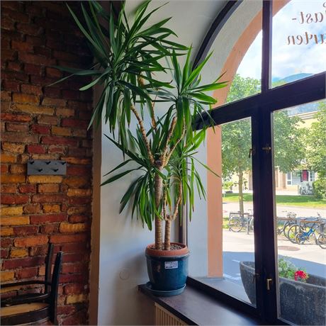 Große Palme + Übertopf - ID: 17-GHT